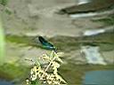 Dscf0037.jpg