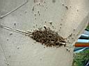 DSCF10051.JPG
